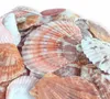 Aquarium Deko, Dekorationsmuscheln Aquarium 100 g, Bunt Mix Produktbild-Vorschau 5