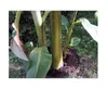 10x Musa sikkimensis Red Tiger Staude Garten Pflanzen - Produktbild-Vorschau 7