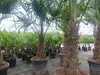 2 Stück im Palmenset Trachycarpus fortunei dicke Stämme 200 Produktbild-Vorschau 3
