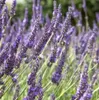 6 x provensálsky levanduľa  - Lavandula intermedia 'Grosso' Náhľad obrázku produktu 1
