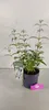 Buddleja davidii 'White Profusion', krzew motylkowy, Podgląd zdjęcia produktu 3