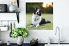 MuchoWow® Poster Ein glücklicher Border Collie, dem die Produktbild-Vorschau 3