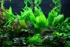 Aquarium Pflanze Echinodorus bleheri Topf Nr.371 AquaOne Produktbild-Vorschau 3