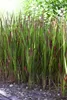 Imperata cylindrica 'Red Baron', Japanisches Blutgras, ca. Produktbild-Vorschau 3