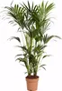 Zimmerpflanze Kentia Howea, 180 cm hoch, Topf Ø 27 cm, Produktbild-Vorschau 1