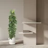 Herzblatt Philodendron Scandens - Zimmerpflanze - 150cm - Produktbild-Vorschau 4