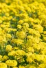 Alyssum montanum 'Berggold', Steinkraut, goldgelb, ca. 9x9 Produktbild-Vorschau 8