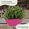 MePla - 2 Stück - Orchideen-Schiffchen L 40 anthrazit Produktbild-Vorschau 5