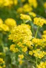 Alyssum montanum 'Berggold', Steinkraut, goldgelb, ca. 9x9 Produktbild-Vorschau 7