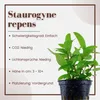 Aquarium Pflanze Staurogyne repens Tropica Nr.049G Produktbild-Vorschau 3