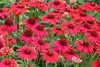 Stauden Gänge 3 x Echinacea purpurea 'Lakota Red' - Roter Produktbild-Vorschau 7