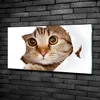 Tulup® Glas-Bild - 100x50 -Wandkunst - Wandbild hinter Produktbild-Vorschau 2