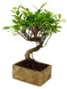 Bonsai fürs Zimmer - in moderner Trendkeramik - Produktbild-Vorschau 1
