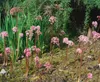 Darmera peltata, Schildblatt, ca. 11x11 cm Topf, dekorative Produktbild-Vorschau 5