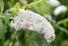 Buddleja 'White Profusion', Schmetterlingsflieder, weiß, Produktbild-Vorschau 3