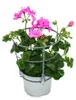 Geranien hängend - Pelargonium peltatum - 12cm Topf - Set Produktbild-Vorschau 2