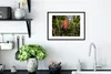 MuchoWow® MuchoWow® Gerahmtes Poster Tropische Farben der Produktbild-Vorschau 4