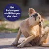 Canosept Hautpflegespray für Hunde, 250 ml, gegen Juckreiz, Produktbild-Vorschau 2