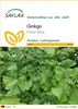 SAFLAX - Ginkgo - Ginkgo biloba - 4 Samen Produktbild-Vorschau 1