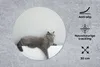 MuchoWow® Mauspad Mousepad Katze - Britisch Kurzhaar - Grau Produktbild-Vorschau 2