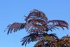 Albizia julibrissin 'Summer Chocolate' – Albero dei sogni Anteprima dell’immagine prodotto 2