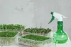 Kresse Ganzjahres-Gemüse-Sprossensamen 10G Produktbild-Vorschau 5