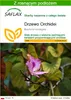 SAFLAX - Drzewo Orchidei - 8 Nasiona - Z podłożem uprawowym Podgląd zdjęcia produktu 1
