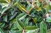 A close-up view of lush green leaves with water droplets. Podgląd zdjęcia produktu