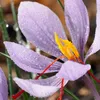 Bloomique - Mélange de 40 - Crocus Sativus - Crocus Safran Voir les images du produit 6