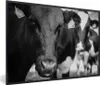 MuchoWow® MuchoWow® Gerahmtes Poster Kuhzunge 60x40 cm - Produktbild-Vorschau 1