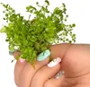 Eco Plant Micranthemum Umbrosum - roślina invitro 20 sztuk Podgląd zdjęcia produktu 2