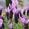Lavandin - Set de 4 - Lavandula stoechas 'Anouk' - Hauteur Voir les images du produit 3