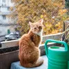 Katzenschutznetz, 3x10m, Taubennetz, Reißfest, Ohne Bohren, Produktbild-Vorschau 5