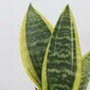 Sansewieria gwinejska - 2 szt - Sansevieria 'Futura' - Podgląd zdjęcia produktu 3