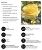 Dehner Rose Edelrose Avec Amour®, Züchter Tantau, gefüllte Produktbild-Vorschau 2