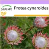 SAFLAX - kráľovský protea - Protea cynaroides - 5 Semená Náhľad obrázku produktu 9