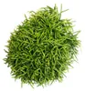 Rhipsalis baccifera Oasis - korálový kaktus - v květináči Náhled obrázku produktu 2
