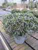 Japanische Azalee StarStyle ® white - Rhododendron obtusum Produktbild-Vorschau 2