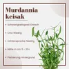 Aquariumpflanze Murdannia keisak Bambus Tropica Nr.135 Produktbild-Vorschau 2