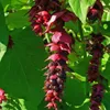 Bacca caramellata (Leycesteria formosa)  - 20 semi Anteprima dell’immagine prodotto 1