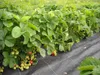 EraGreen Bändchengewebe 5m x 0,5m Bodengewebe 100g/m² Produktbild-Vorschau 4