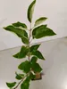 A small apple tree sapling in a pot, with green leaves and a brown stem, against a plain white background. Podgląd zdjęcia produktu