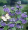 Bartblume ´HEAVENLY BLUE´ 20-30 cm, Cont. 2,5 l Produktbild-Vorschau 3