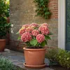 Hortensie - 3 Stk - Hydrangea macrophylla 'Early Pink' - Produktbild-Vorschau 5
