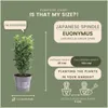 Plants by Frank | Grüne Spindelstrauch Hecke | Euonymus Produktbild-Vorschau 4