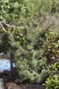 Pinus parviflora 'Glauca', Japanische Kiefer, blau-grün, Produktbild-Vorschau 4