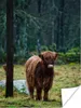 MuchoWow® Poster Schottischer Hochländer - Wald - Moos Produktbild-Vorschau 1