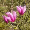 Magnolia Betty 2L Podgląd zdjęcia produktu 3