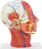 physa Anatomie Schädel - Medianschnitt - Originalgröße Produktbild-Vorschau 6