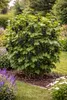Ribes nero Ben Nevis 50-60 cm – Ribes nigrum, bacche Anteprima dell’immagine prodotto 3